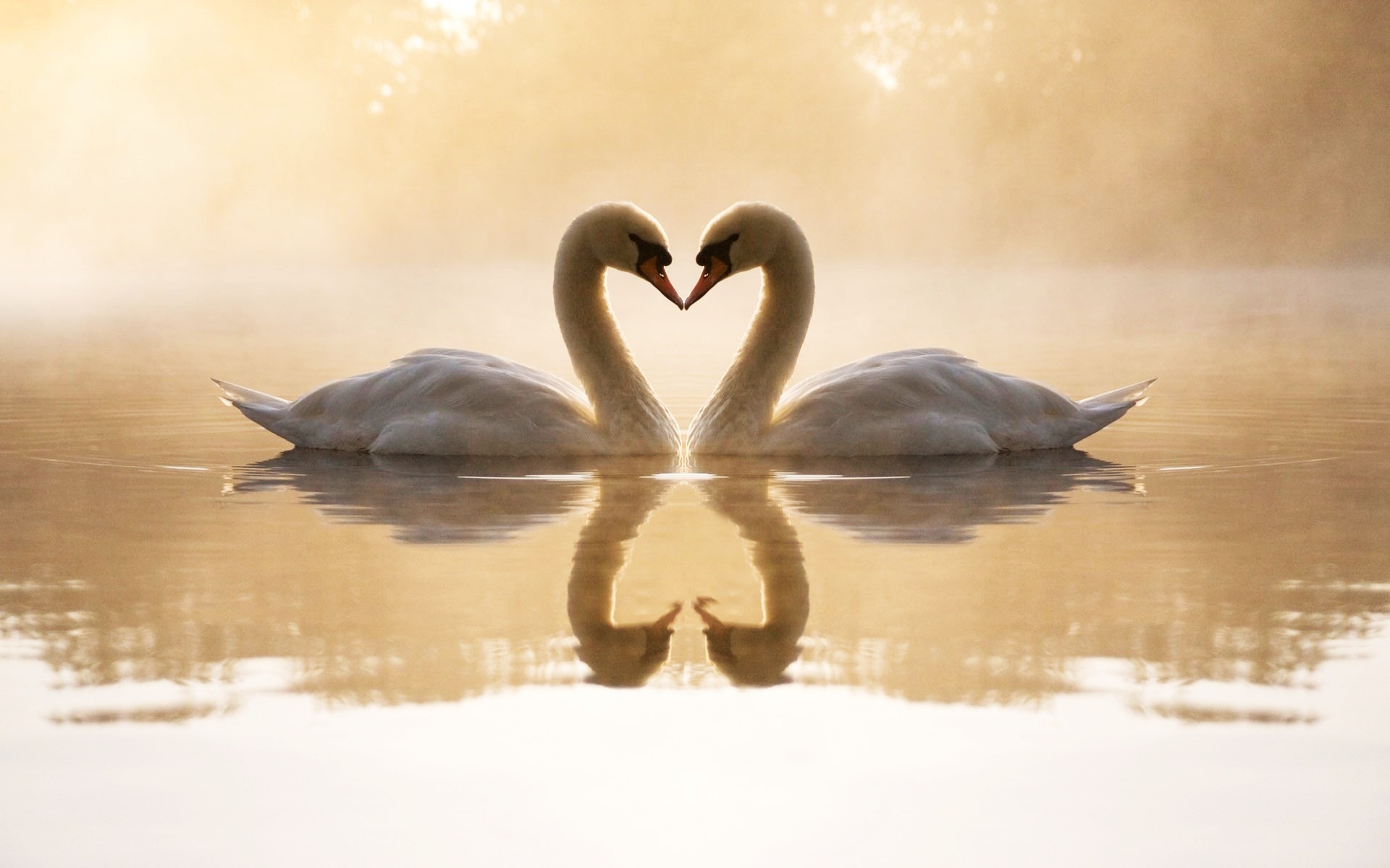 Loving Swans9784313592 - Loving Swans - Swans, Loving, horse
